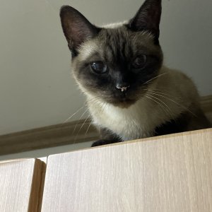 고양이 실종 샴 경상북도 경산시