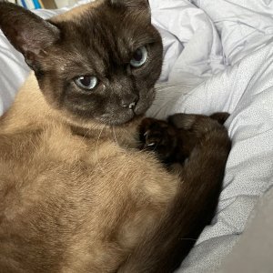 고양이를 찾습니다 고양이 전단지