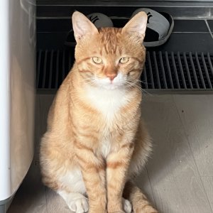 고양이 실종 기타묘종 충청남도 아산시