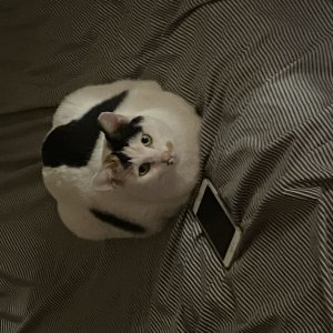 고양이 실종 코리아쇼트헤어 경기도 고양시 일산동구