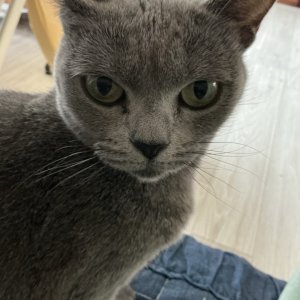고양이 실종 러시안블루 충청남도 천안시 동남구