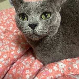 고양이를 찾습니다 고양이 전단지