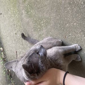고양이 주인을 찾습니다 고양이 전단지