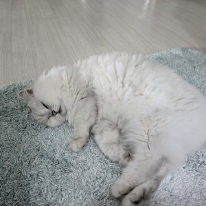 고양이를 찾습니다 고양이 전단지