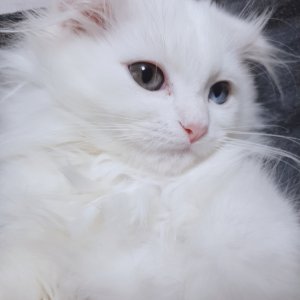 고양이 실종 스코티시폴드롱헤어 울산광역시 동구