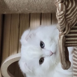 고양이를 찾습니다 고양이 전단지