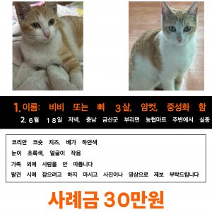 고양이 실종 코리아쇼트헤어 충청남도 금산군