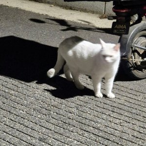 고양이 목격 기타묘종 서울특별시 종로구