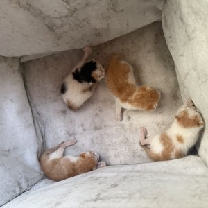 고양이 주인을 찾습니다 고양이 전단지