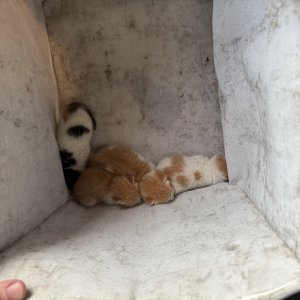 고양이 목격 기타묘종 경기도 시흥시
