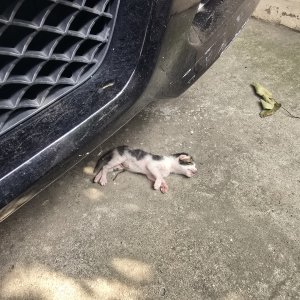 고양이 구조 기타묘종 서울특별시 강동구