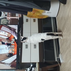 고양이를 찾습니다 고양이 전단지