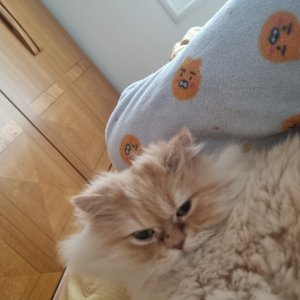 고양이를 찾습니다 고양이 전단지