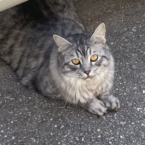 고양이 목격 기타묘종 경기도 광명시