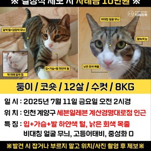 고양이 실종 코리아쇼트헤어 인천광역시 계양구