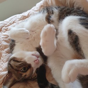 고양이를 찾습니다 고양이 전단지