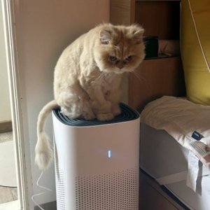 고양이 실종 페르시안 대구광역시 동구