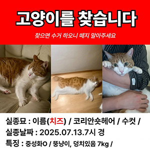 고양이 실종 코리아쇼.. 서울특별시 강북구