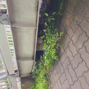 고양이 주인을 찾습니다 기타묘종 경기도 수원시 팔달구