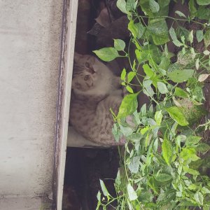 고양이 주인을 찾습니다 기타묘종 경기도 수원시 팔달구