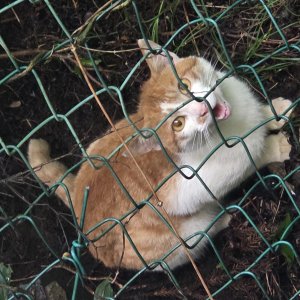고양이 목격 코리아쇼트헤어 제주특별자치도 제주시