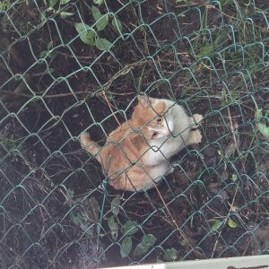 고양이 주인을 찾습니다 코리아쇼트헤어 제주특별자치도 제주시