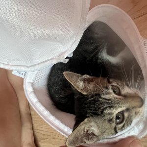 고양이를 찾습니다 고양이 전단지