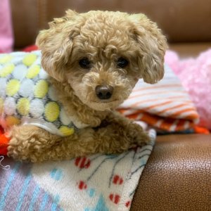 강아지 실종 푸들 광주광역시 남구