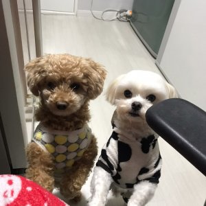 강아지를 찾습니다 강아지 전단지