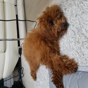 강아지 주인을 찾습니다 강아지 전단지