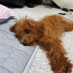 강아지 구조 푸들 경기도 하남시