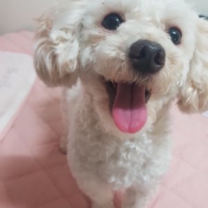 강아지 구조 푸들 경기도 안양시 만안구