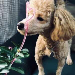 강아지 실종 푸들 경기도 광주시