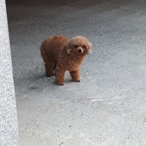 강아지 목격 푸들 서울특별시 종로구