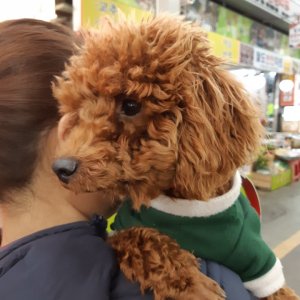 강아지 목격 푸들 부산광역시 수영구