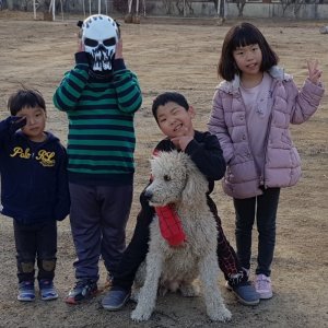 강아지를 찾습니다 강아지 전단지