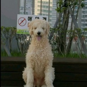 강아지 실종 푸들 경상북도 구미시