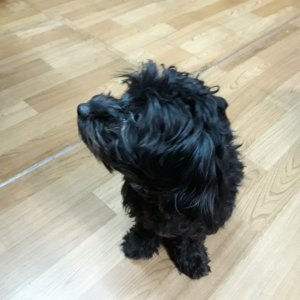 강아지 목격 푸들 전라북도 군산시