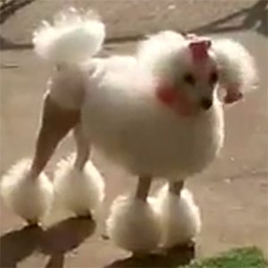 강아지 실종 푸들 경기도 화성시