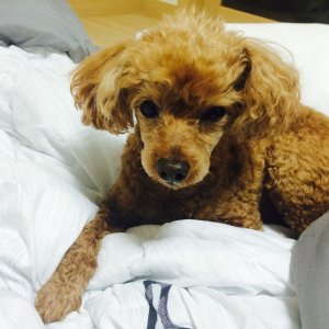 강아지를 찾습니다 강아지 전단지