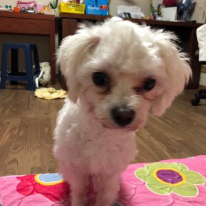 강아지 실종 말티즈 대구광역시 달성군