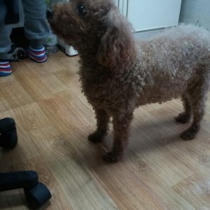 강아지 실종 푸들 서울특별시 광진구