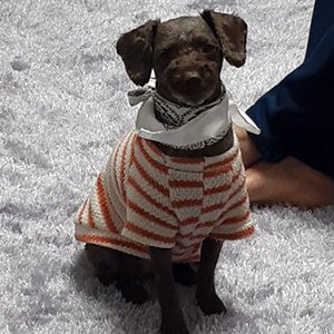 강아지 실종 푸들 경기도 김포시