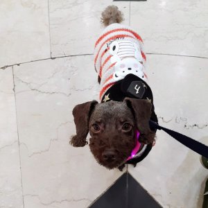 강아지를 찾습니다 강아지 전단지