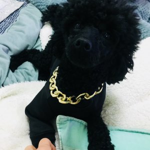 강아지를 찾습니다 강아지 전단지