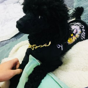 강아지 실종 푸들 서울특별시 노원구