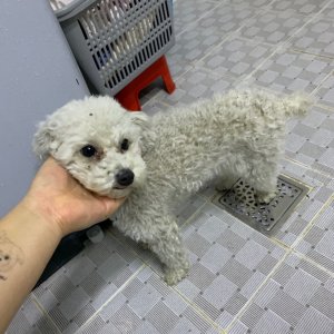 강아지 구조 푸들 충청남도 천안시 동남구