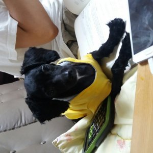 강아지를 찾습니다 강아지 전단지