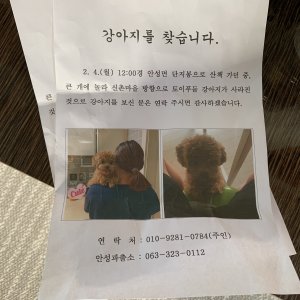 강아지를 찾습니다 강아지 전단지