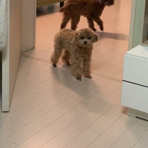 강아지 실종 푸들 전라북도 무주군